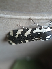 Arachnis zuni