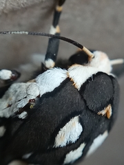 Arachnis zuni