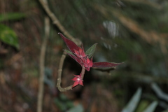 Columnea schiedeana