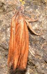 Eucosma umbrastriana