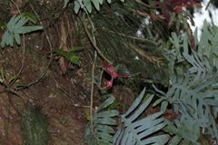 Columnea schiedeana