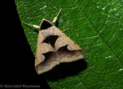 Anoba trigonoides