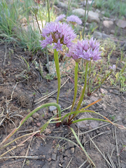 Allium lemmonii