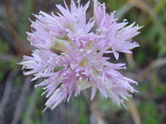 Allium lemmonii