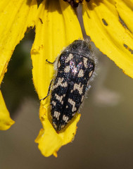 Acmaeodera bacchariphaga