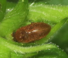 Byturus unicolor