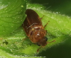 Byturus unicolor