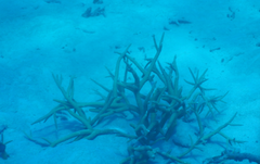 Acropora muricata
