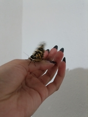 Arachnis zuni