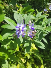 Rotheca myricoides