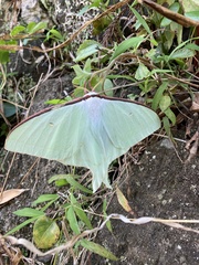 Actias aliena aliena