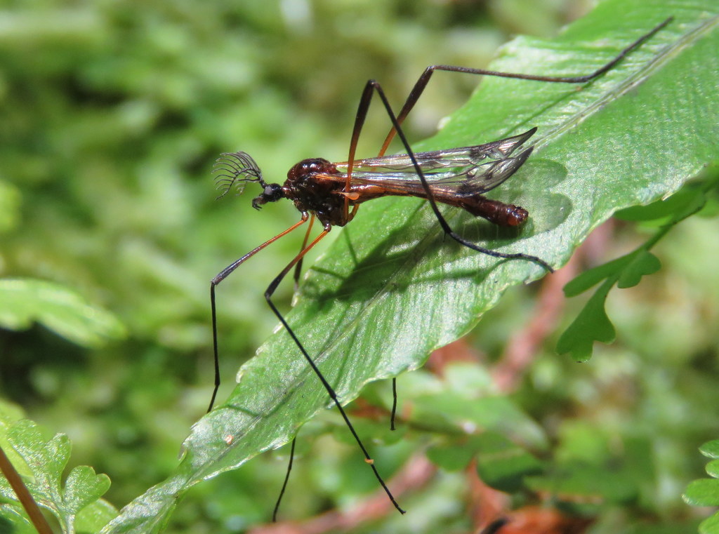 Gynoplistia fulgens
