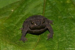 Rhinella ruizi