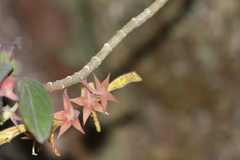 Columnea schiedeana