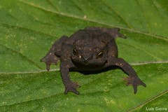 Rhinella ruizi