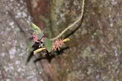 Columnea schiedeana