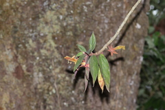 Columnea schiedeana