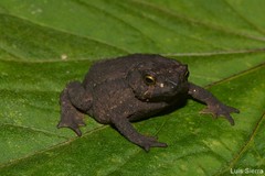 Rhinella ruizi