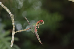 Columnea schiedeana