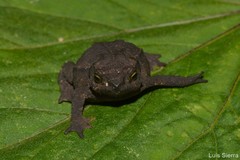 Rhinella ruizi