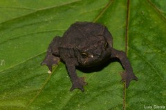 Rhinella ruizi