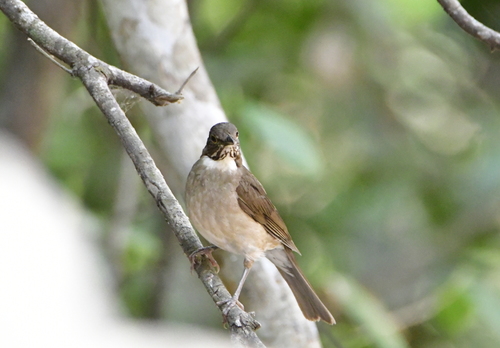 White-throated Thrush (Turdus assimilis), photo 6