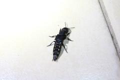Platydracus biseriatus