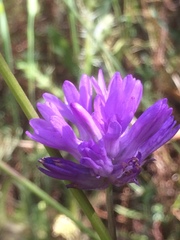Dichelostemma congestum