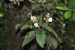 Miconia subhirsuta