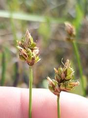 Carex chordorrhiza