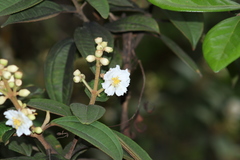 Miconia subhirsuta