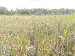 Carex chordorrhiza