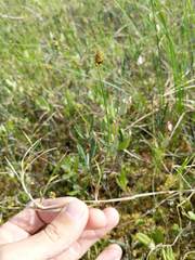 Carex chordorrhiza