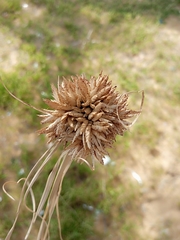 Cyperus