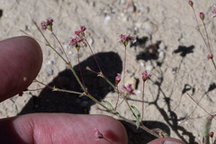 Eriogonum gracillimum