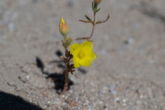 Mentzelia eremophila