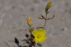 Mentzelia eremophila