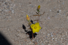 Mentzelia eremophila