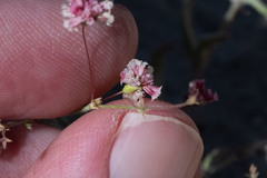 Eriogonum gracillimum