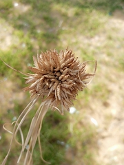 Cyperus