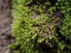 Conostomum tetragonum