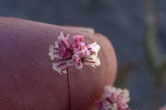 Eriogonum gracillimum