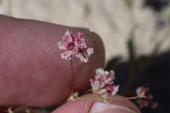 Eriogonum gracillimum
