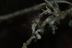 Tillandsia filifolia