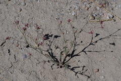 Eriogonum gracillimum