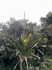 Tillandsia denudata