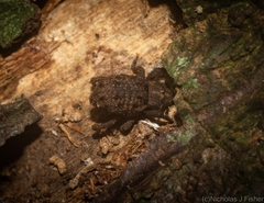 Nechyrus incomptus