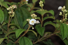 Miconia subhirsuta