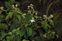 Miconia subhirsuta