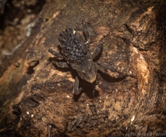 Poropterus variabilis